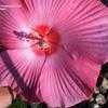 Thumbnail #2 of Hibiscus moscheutos by vs71099