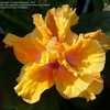 Thumbnail #2 of Hibiscus rosa-sinensis by MonicaGronlund