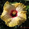 Thumbnail #2 of Hibiscus rosa-sinensis by Kell