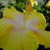 Thumbnail #4 of Hibiscus rosa-sinensis by RosinaBloom