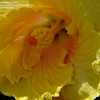 Thumbnail #3 of Hibiscus rosa-sinensis by RosinaBloom