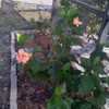 Thumbnail #2 of Hibiscus rosa-sinensis by pk33635
