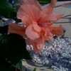 Thumbnail #3 of Hibiscus rosa-sinensis by pk33635