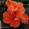 Thumbnail #2 of Hibiscus rosa-sinensis by DaylilySLP