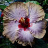 Thumbnail #1 of Hibiscus rosa-sinensis by Joan