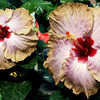 Thumbnail #2 of Hibiscus rosa-sinensis by Joan