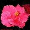 Thumbnail #2 of Hibiscus rosa-sinensis by Kell