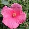 Thumbnail #1 of Hibiscus rosa-sinensis by Abutilon