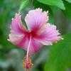Thumbnail #1 of Hibiscus rosa-sinensis by Floridian