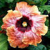 Thumbnail #2 of Hibiscus rosa-sinensis by Joan