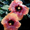 Thumbnail #3 of Hibiscus rosa-sinensis by Joan