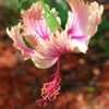 Thumbnail #2 of Hibiscus rosa-sinensis by cat4gp