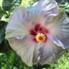 Thumbnail #4 of Hibiscus rosa-sinensis by ikovacs