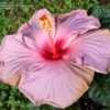 Thumbnail #2 of Hibiscus rosa-sinensis by ikovacs