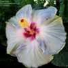 Thumbnail #3 of Hibiscus rosa-sinensis by ikovacs