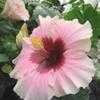 Thumbnail #1 of Hibiscus rosa-sinensis by Calif_Sue