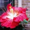 Thumbnail #4 of Hibiscus rosa-sinensis by IslandJim