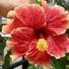 Thumbnail #2 of Hibiscus rosa-sinensis by ardesia