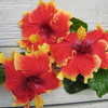 Thumbnail #4 of Hibiscus rosa-sinensis by ardesia