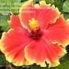 Thumbnail #3 of Hibiscus rosa-sinensis by cat4gp