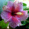 Thumbnail #1 of Hibiscus rosa-sinensis by Joan