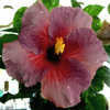 Thumbnail #2 of Hibiscus rosa-sinensis by Joan