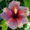 Thumbnail #3 of Hibiscus rosa-sinensis by Joan