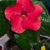 Thumbnail #2 of Hibiscus rosa-sinensis by raven_locks
