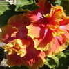 Thumbnail #2 of Hibiscus rosa-sinensis by amarantha00