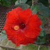 Thumbnail #5 of Hibiscus rosa-sinensis by asturnut