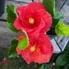 Thumbnail #4 of Hibiscus rosa-sinensis by Brugie