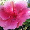 Thumbnail #2 of Hibiscus rosa-sinensis by nathanieledison