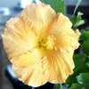 Thumbnail #2 of Hibiscus rosa-sinensis by Joan