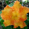 Thumbnail #1 of Hibiscus rosa-sinensis by Joan