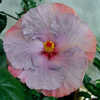 Thumbnail #1 of Hibiscus rosa-sinensis by Joan