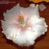 Thumbnail #3 of Hibiscus rosa-sinensis by munteus