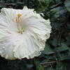 Thumbnail #2 of Hibiscus rosa-sinensis by mgarr