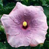 Thumbnail #1 of Hibiscus rosa-sinensis by Joan