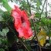 Thumbnail #2 of Hibiscus rosa-sinensis by Wingnut