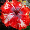 Thumbnail #5 of Hibiscus rosa-sinensis by av_ocd_girl