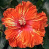 Thumbnail #1 of Hibiscus rosa-sinensis by Joan