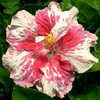 Thumbnail #1 of Hibiscus rosa-sinensis by Joan