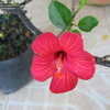 Thumbnail #3 of Hibiscus fragilis by timrann