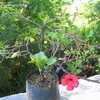Thumbnail #5 of Hibiscus fragilis by timrann
