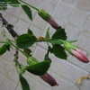 Thumbnail #2 of Hibiscus fragilis by timrann