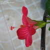 Thumbnail #4 of Hibiscus fragilis by timrann
