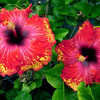 Thumbnail #2 of Hibiscus rosa-sinensis by Joan