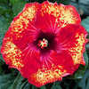 Thumbnail #1 of Hibiscus rosa-sinensis by Joan