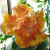 Thumbnail #1 of Hibiscus rosa-sinensis by Joan