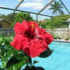 Thumbnail #3 of Hibiscus rosa-sinensis by amorecuore